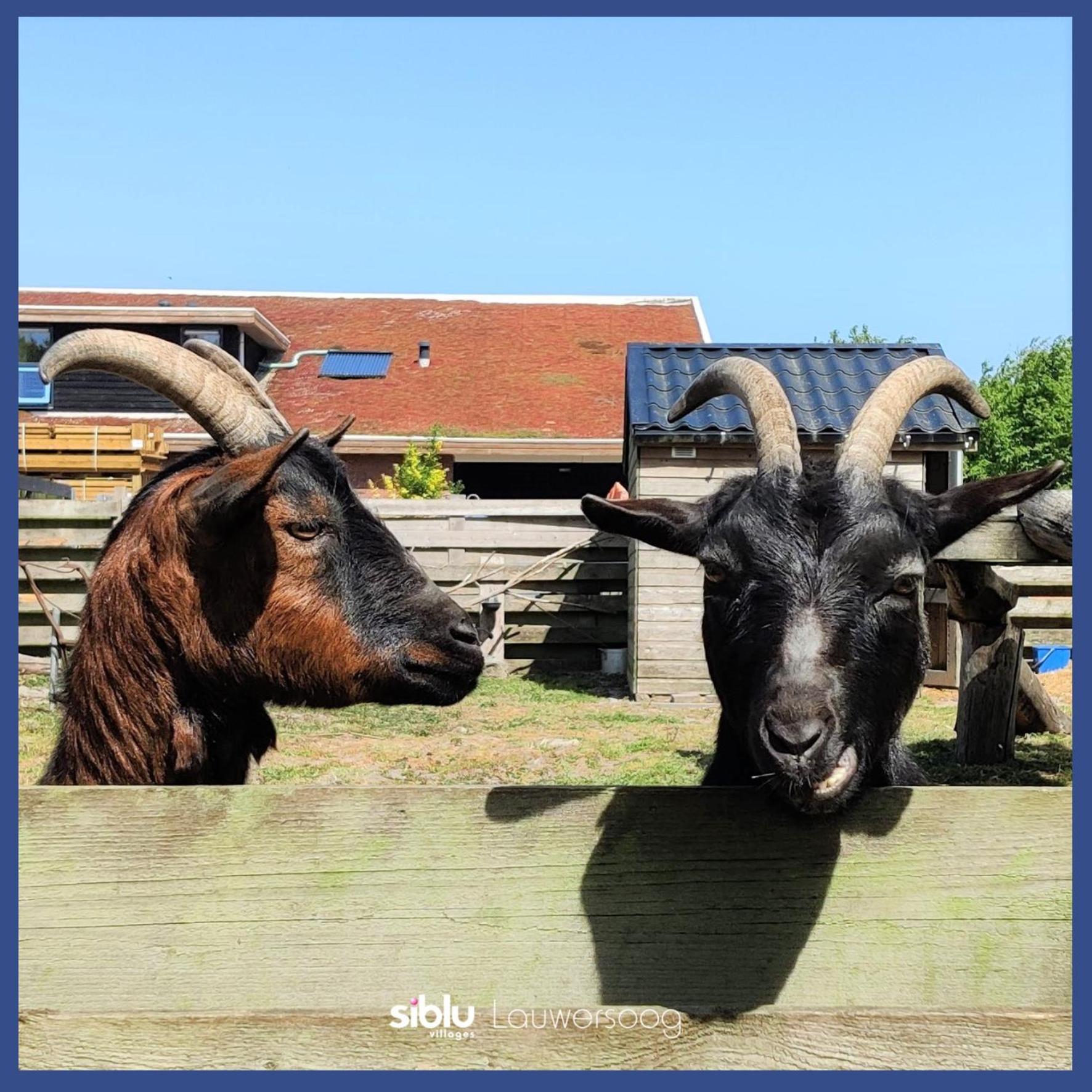 Enjoy Meer Und See Ferienhaus -In Lauwersoog- 1-6 Pers- 3 Schlafzimmer- Fruehes Einchecken Ab 14 Uhr Zewnętrze zdjęcie
